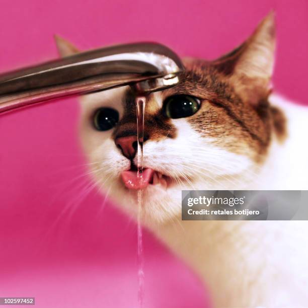 thirsty cat  - cat drinking water stock pictures, royalty-free photos & images