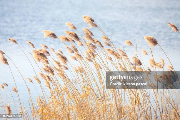 nature background of a reeds in normandy , france - vass gräsfamiljen bildbanksfoton och bilder