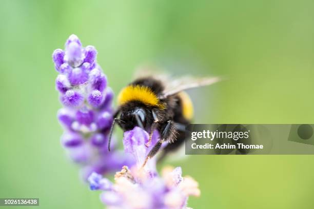 bumblebee pollinating lavender - bumble bee stock pictures, royalty-free photos & images