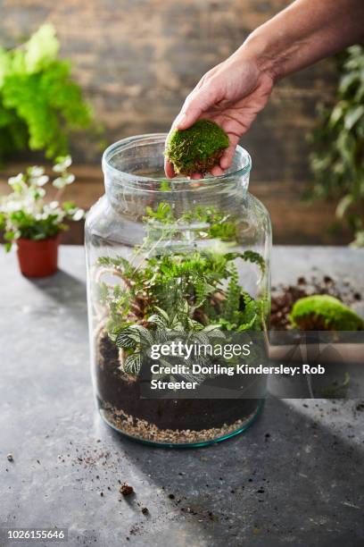 open bottle terrianium step 6 adding decorative moss - terrarium imagens e fotografias de stock