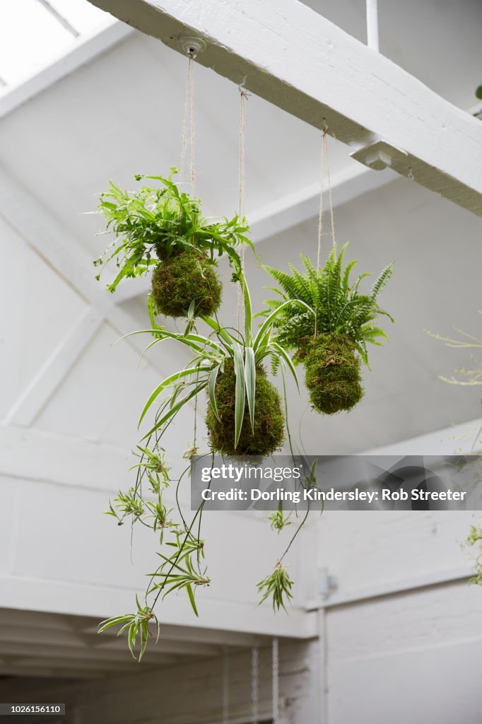 Kokedama