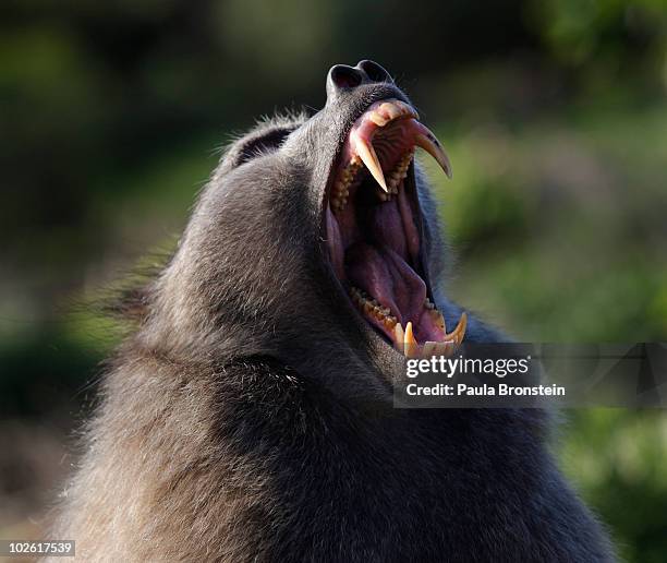 Male baboon yawns to show off his canine teeth to other males July 2, 2010 in Capetown, South Africa. Urbanization is believed to be the main reason...