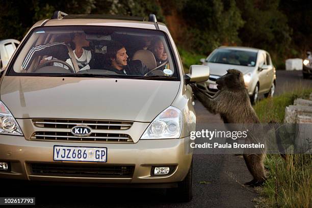 Male baboon jumps up on a car as tourists react after they fed him an orange the male decided he wanted more July 3, 2010 in Capetown, South Africa....