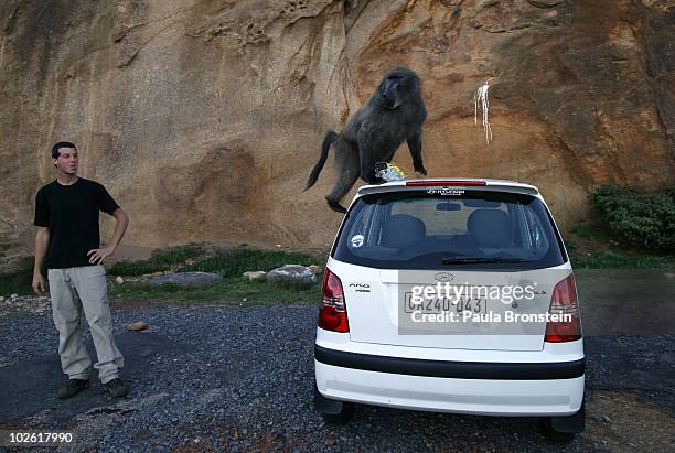 Tourist watches as a baboon climbs on his rental car July 3, 2010 in Capetown, South Africa. Urbanization is believed to be the main reason for the...