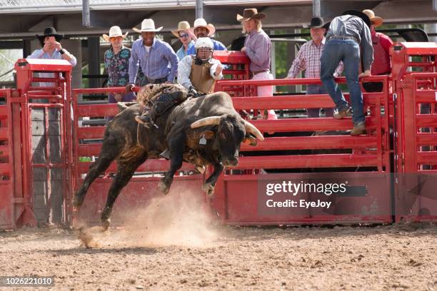 bullenreiten aus dem tor beim rodeo - rodeo bull stock-fotos und bilder