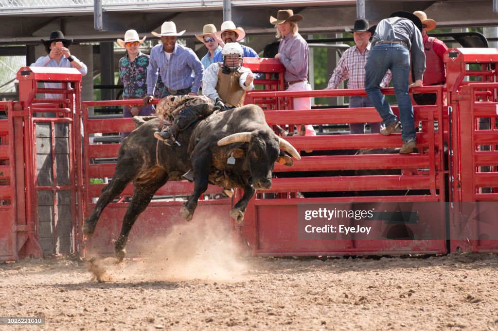 Bull riding out of the gate at the rodeo