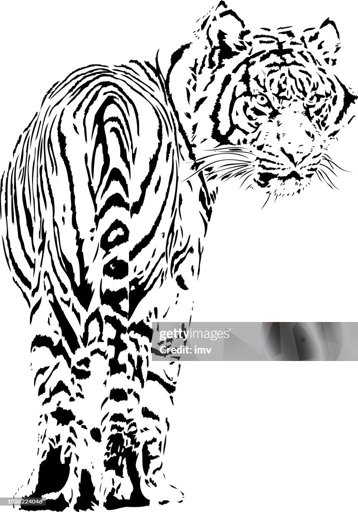 Tiger Rol You Back Tiger Looking Back
