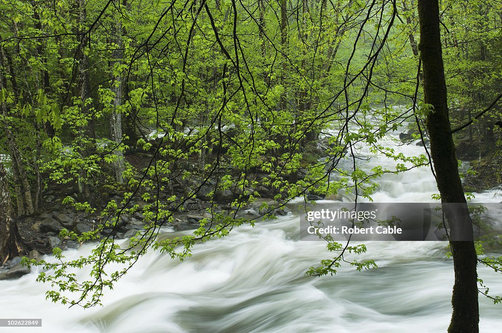 Spring river flow behind a veil of leaves.