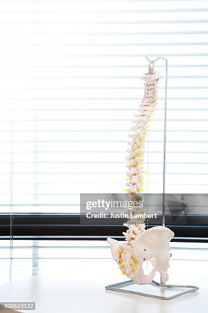 Back Bone Model Back Bone Model Photos and Premium High Res Pictures - Getty Images