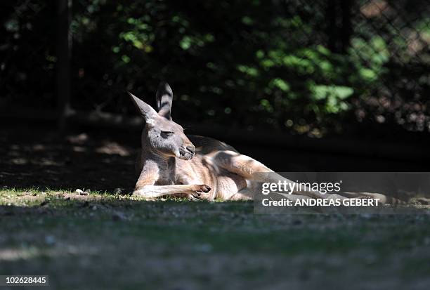 Kangaroo enjoys the sun in its enclosure at an animal park in Munich, southern Germany on July 2, 2010. Temperatures reached over 30 degrees Celsius...