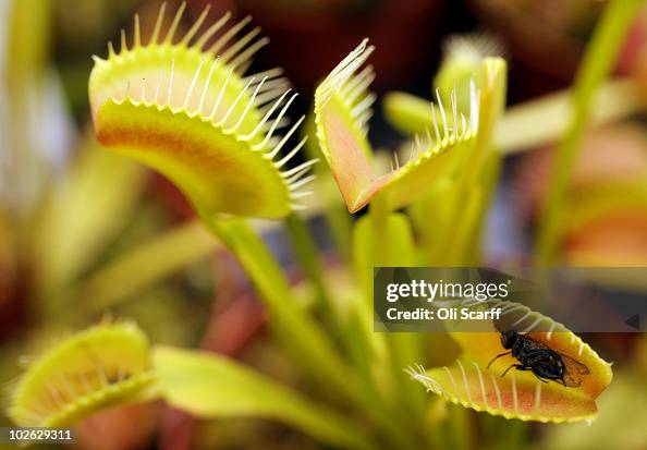 The Annual Hampton Court Flower Show Is In Full Bloom The Annual Hampton Court Flower Show Is In Full Bloom