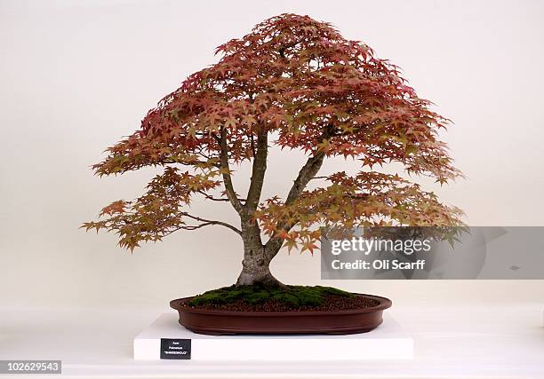 An Acer bonsai tree on display in the RHS Floral Marquee during the press preview day of the Hampton Court Palace Flower Show on July 5, 2010 in...