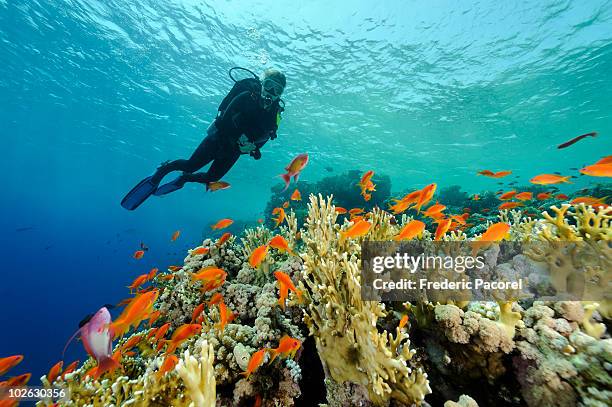 underwater view, coral reef  and scuba diver  - sinai stock-fotos und bilder