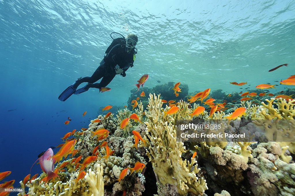 Underwater view, coral reef  and scuba diver 