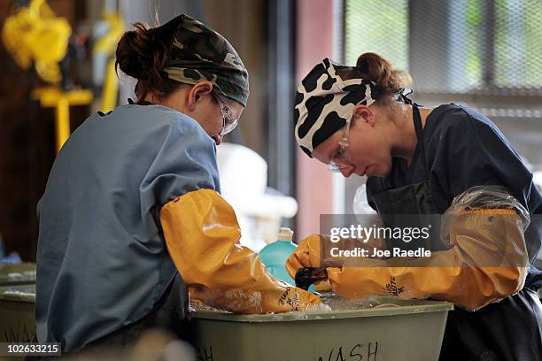 Danene Birtell and Melanie Reed clean oil off of a laughing gull at the Fort Jackson Oiled Wildlife Rehabilitation Center July 5, 2010 in Buras,...