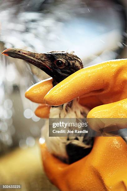 Melanie Reed holds a laughing gull as she cleans oil off of it at the Fort Jackson Oiled Wildlife Rehabilitation Center July 5, 2010 in Buras,...