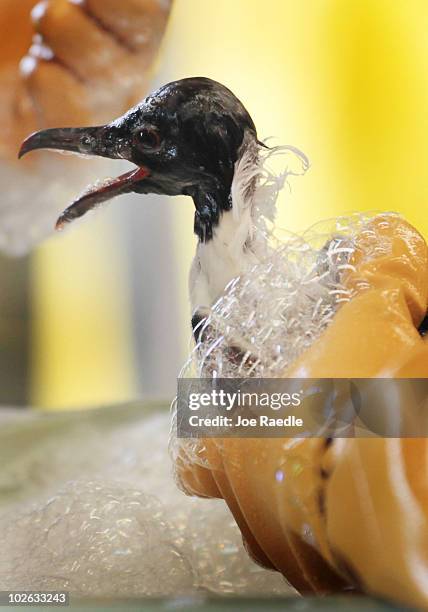 Melanie Reed holds a laughing gull that is lathered in soap as she helps clean oil off of the bird at the Fort Jackson Oiled Wildlife Rehabilitation...