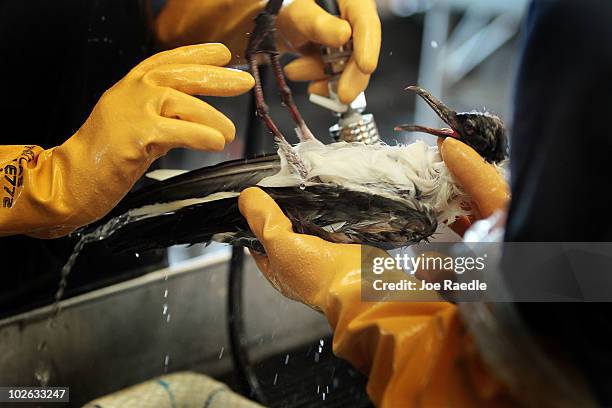 Danene Birtell and Melanie Reed clean oil off of a laughing gull at the Fort Jackson Oiled Wildlife Rehabilitation Center July 5, 2010 in Buras,...