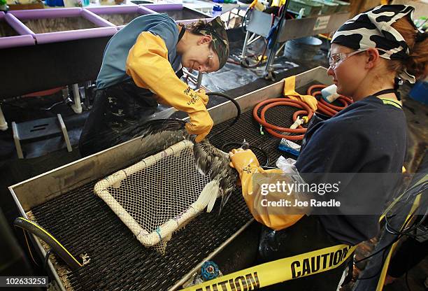 Danene Birtell and Melanie Reed clean oil off of a laughing gull at the Fort Jackson Oiled Wildlife Rehabilitation Center July 5, 2010 in Buras,...