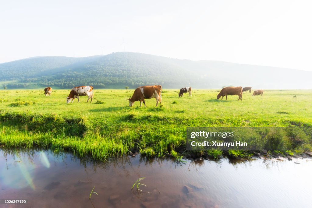 Cows at grass