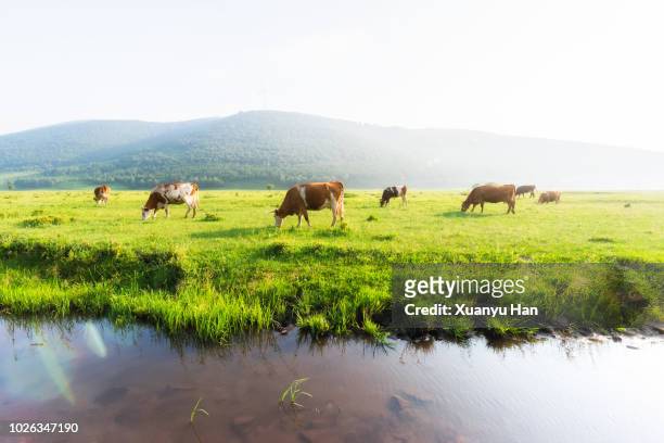 cows at grass - han river imagens e fotografias de stock