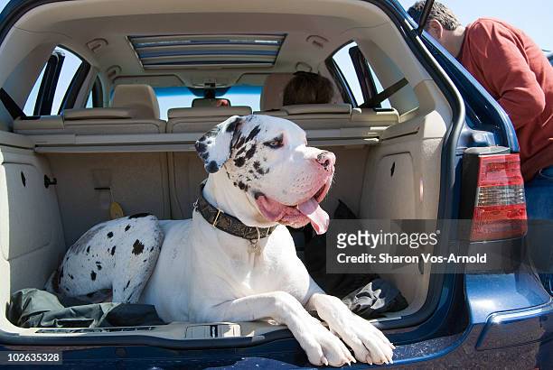 great dane dog laying in the car - panting - fotografias e filmes do acervo