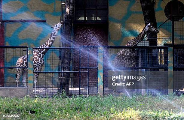 Two giraffes enjoy a shower to cool off in the summer heat at a zoo in Beijing on July 5 as the temperature in China's capital has reached 40 degrees...