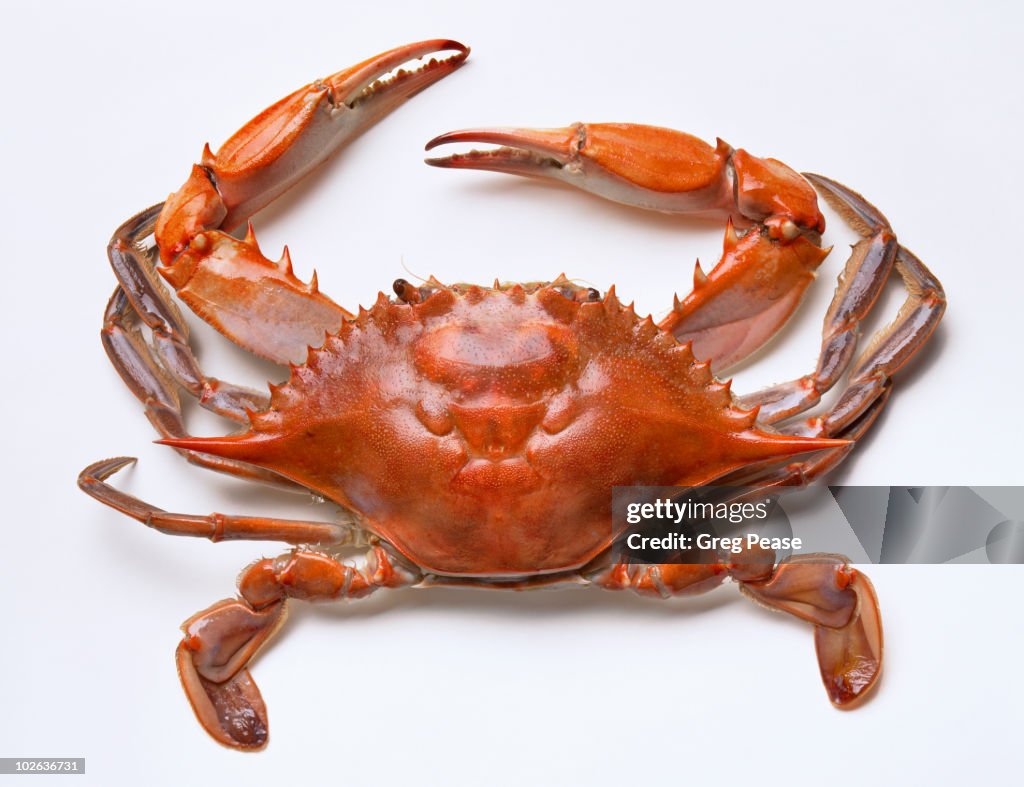 Chesapeake Bay Blue Crab