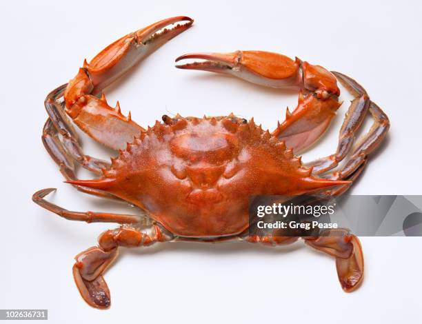 chesapeake bay blue crab - crab stock pictures, royalty-free photos & images