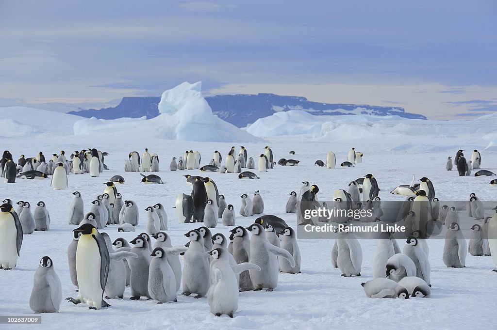 Emperor penguin