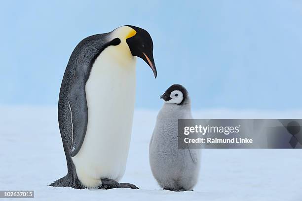 emperor penguin - snow hill island bildbanksfoton och bilder