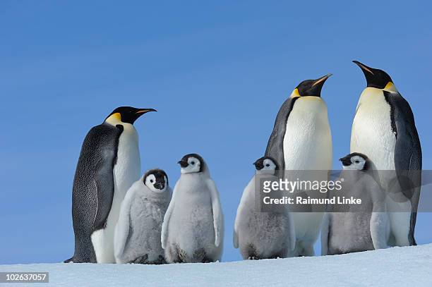 emperor penguin - antarctica emperor penguin foto e immagini stock