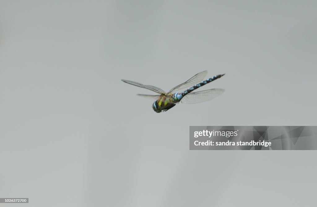 A stunning Migrant Hawker Dragonfly (Aeshna mixta) flying over a lake in the UK.