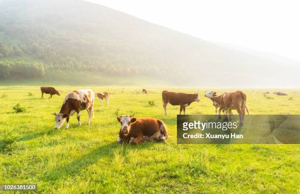 cows - viehweide stock-fotos und bilder
