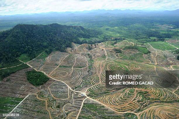 An aerial photograph shows cleared forests for a palm oil concession area in Ketapang district on July 5, 2010 in West Kalimantan. Scientists said...