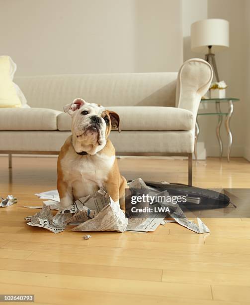 bulldog puppy sitting near chewed up paperwork - damaged foto e immagini stock