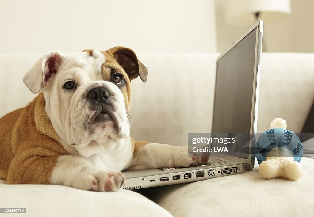 Bulldog Puppy Sitting On Couch, Paw On Laptop