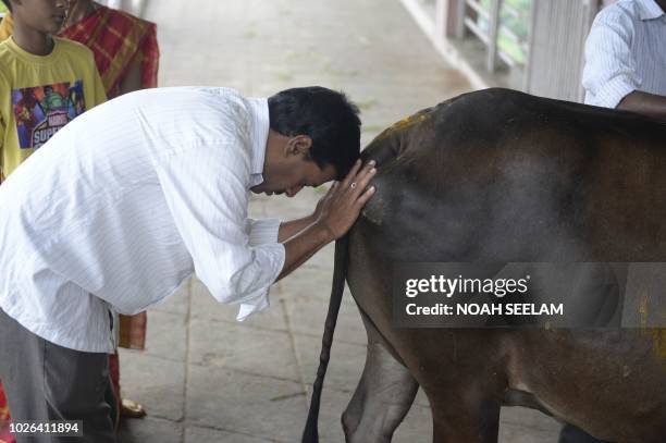 An Indian Hindu devotee worships a cow to celebrate Krishna Janmashtami in Hyderabad, on September 3, 2018. - Hindus consider cows to be holy...