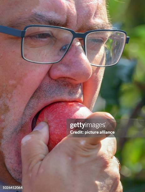 Brandenburg, Lichtenberg: Jörg Vogelsänger , Brandenburg's Minister of Agriculture, eats an apple of the variety Gala at the official start of the...