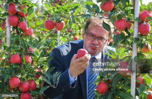 Brandenburg, Lichtenberg: Jörg Vogelsänger , Brandenburg's Minister of Agriculture, eats an apple of the variety Gala at the official start of the...
