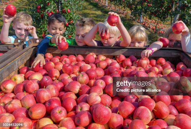 Brandenburg, Lichtenberg: Children of the Protestant kindergarten in Frankfurt take apples of the variety Gala out of a big box at the official start...