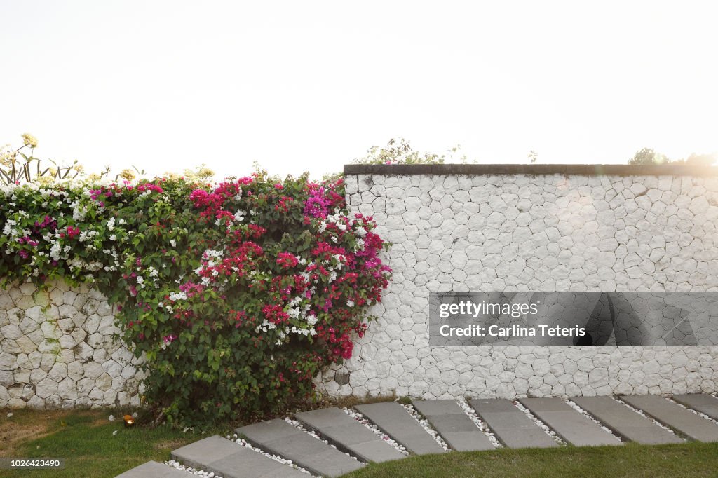 Beautiful garden wall at sunset