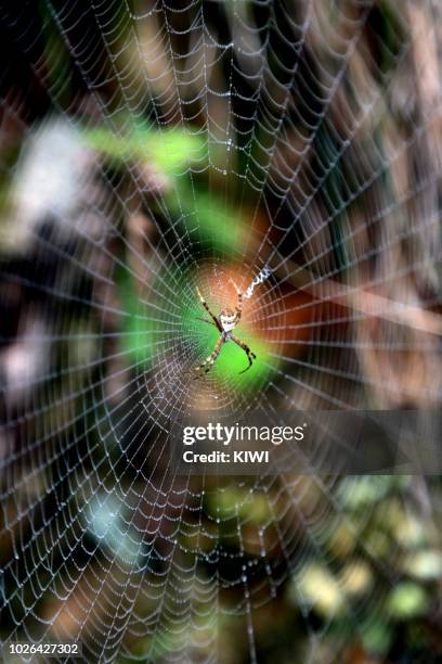 a spider in the middle of a big net - flying kiwi stock pictures, royalty-free photos & images