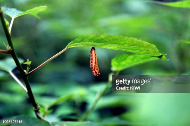 beautiful chrysalis under the leaves - butterfly cacoon stock-fotos und bilder