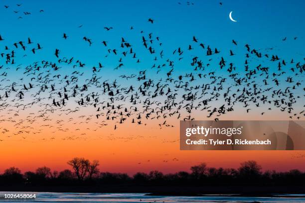 flock of sandhill crane (antigone canadensis) birds at sunset, platte river, kearney, nebraska, usa - migrazione animale foto e immagini stock