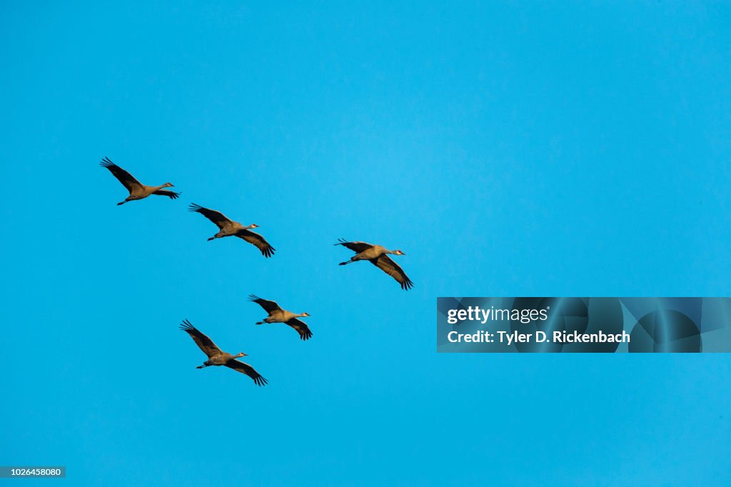 Sandhill crane (Antigone canadensis) birds against clear sky, Kearney, Nebraska, USA