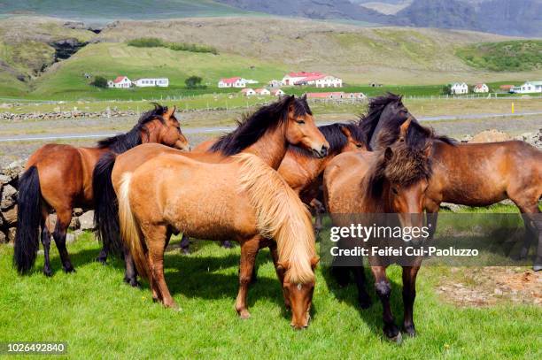 horses farm at hnappavellir, iceland - enclosure stock pictures, royalty-free photos & images