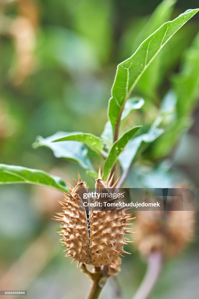 Datura Stramonium