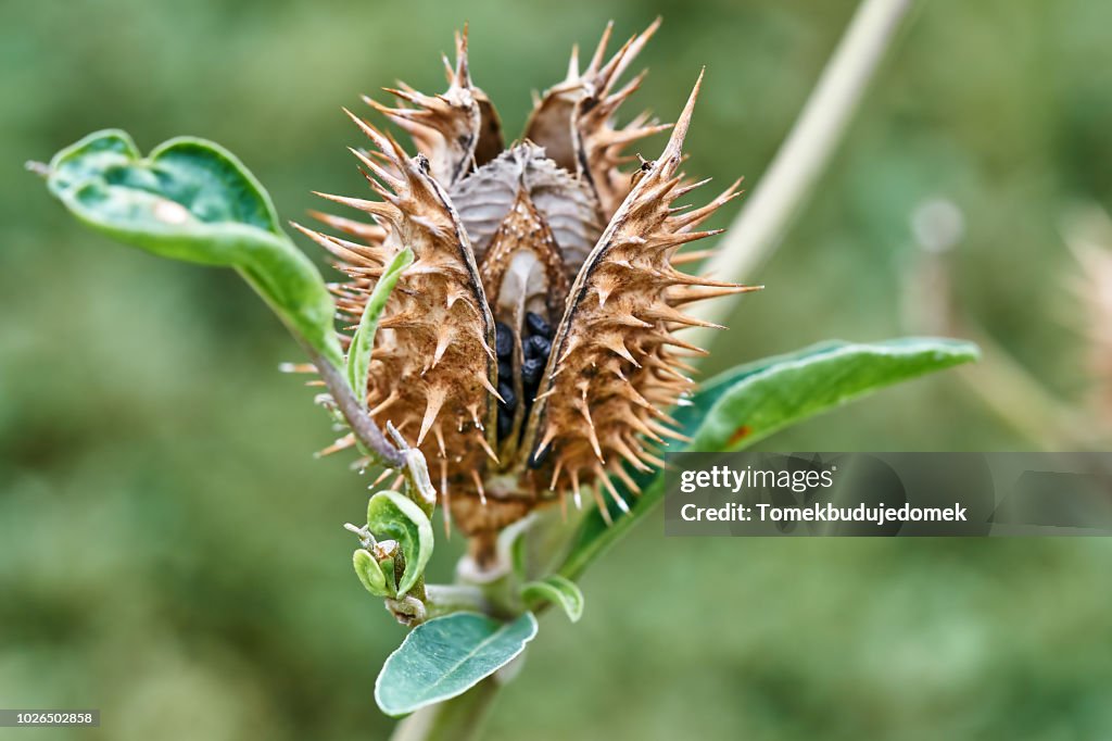 Datura Stramonium