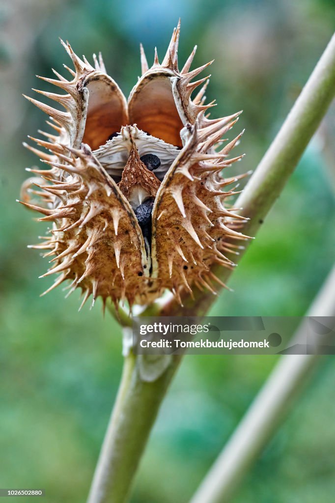 Datura Stramonium